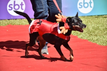 Foto - Aniversário de Botucatu - Cãopanheiro