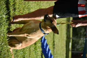 Foto - Aniversário de Botucatu - Cãopanheiro