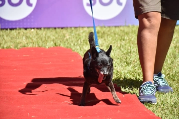 Foto - Aniversário de Botucatu - Cãopanheiro