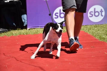 Foto - Aniversário de Botucatu - Cãopanheiro