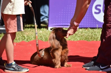 Foto - Aniversário de Botucatu - Cãopanheiro