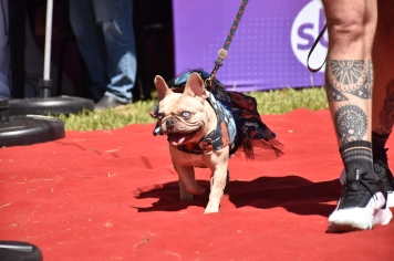Foto - Aniversário de Botucatu - Cãopanheiro