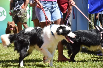 Foto - Aniversário de Botucatu - Cãopanheiro