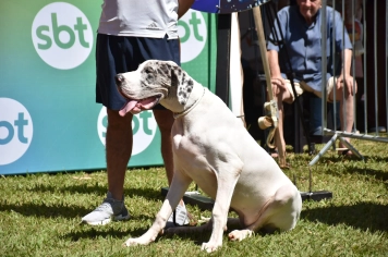 Foto - Aniversário de Botucatu - Cãopanheiro