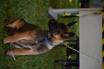 Foto - Aniversário de Botucatu - Cãopanheiro