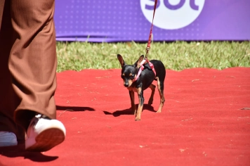 Foto - Aniversário de Botucatu - Cãopanheiro