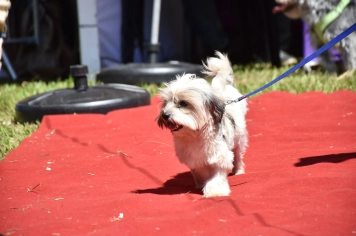 Foto - Aniversário de Botucatu - Cãopanheiro