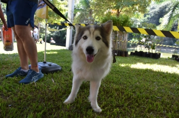Foto - Aniversário de Botucatu - Cãopanheiro