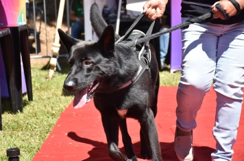 Foto - Aniversário de Botucatu - Cãopanheiro