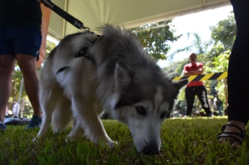 Foto - Aniversário de Botucatu - Cãopanheiro