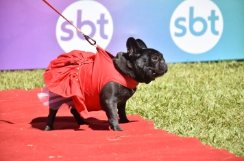 Foto - Aniversário de Botucatu - Cãopanheiro