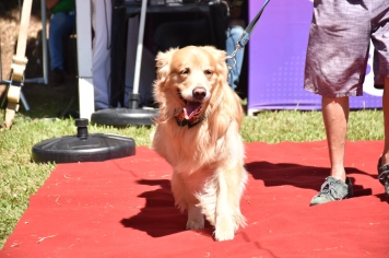Foto - Aniversário de Botucatu - Cãopanheiro