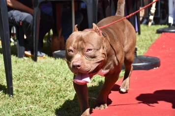 Foto - Aniversário de Botucatu - Cãopanheiro