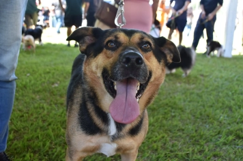 Foto - Aniversário de Botucatu - Cãopanheiro