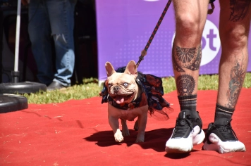 Foto - Aniversário de Botucatu - Cãopanheiro