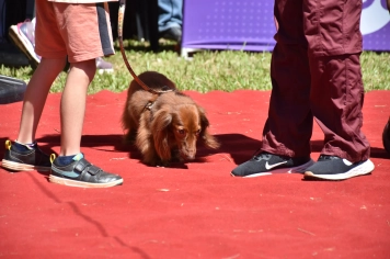 Foto - Aniversário de Botucatu - Cãopanheiro