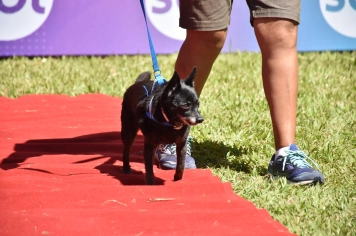 Foto - Aniversário de Botucatu - Cãopanheiro