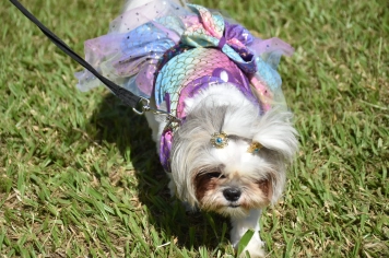 Foto - Aniversário de Botucatu - Cãopanheiro