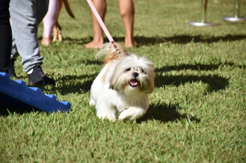Foto - Aniversário de Botucatu - Cãopanheiro