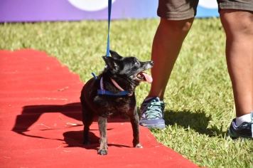 Foto - Aniversário de Botucatu - Cãopanheiro