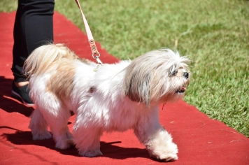 Foto - Aniversário de Botucatu - Cãopanheiro