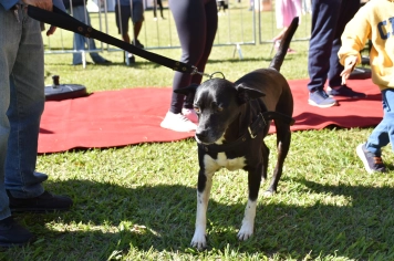 Foto - Aniversário de Botucatu - Cãopanheiro