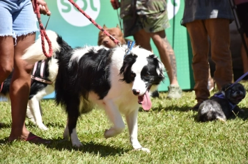 Foto - Aniversário de Botucatu - Cãopanheiro