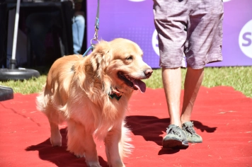 Foto - Aniversário de Botucatu - Cãopanheiro