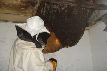 Abelhas africanizadas: risco, comportamento e orientações