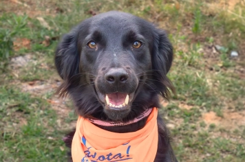 Canil Municipal promove feira de adoção “Canil de Portas Abertas” no dia 31