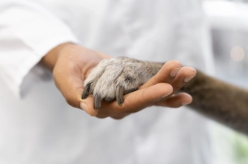 Centro de Acolhimento e Departamento de Proteção Animal participam do 1° Simpósio Nacional de Medicina Veterinária