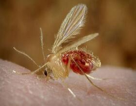 Pesquisa identifica a presença do vetor da Leishmaniose Visceral em Botucatu