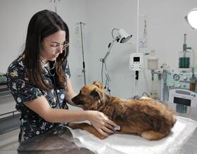 Botucatu terá Hospital Veterinário e Centro de Proteção Animal