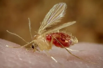 Vigilância Ambiental analisa resultados do inquérito sorológico de Leishmaniose Canina