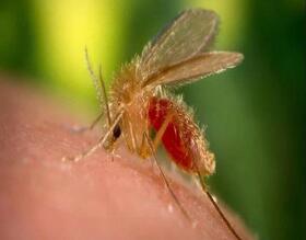 Prefeitura e FMVZ Unesp Botucatu promovem curso gratuito sobre Leishmaniose Visceral para médicos veterinários