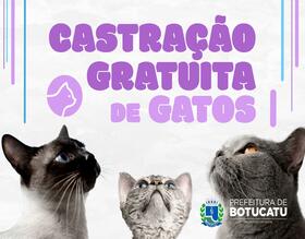 Prefeitura oferece castração gratuita de gatos durante todo o ano