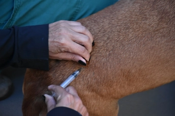 Botucatu é destaque em Proteção Animal e Saúde Pública