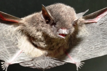 Morcego com diagnóstico positivo para raiva é identificado em Botucatu