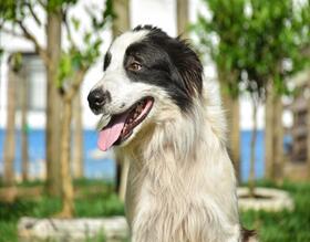 Canil Municipal promove nova Feira de Adoção de cães neste domingo, 18