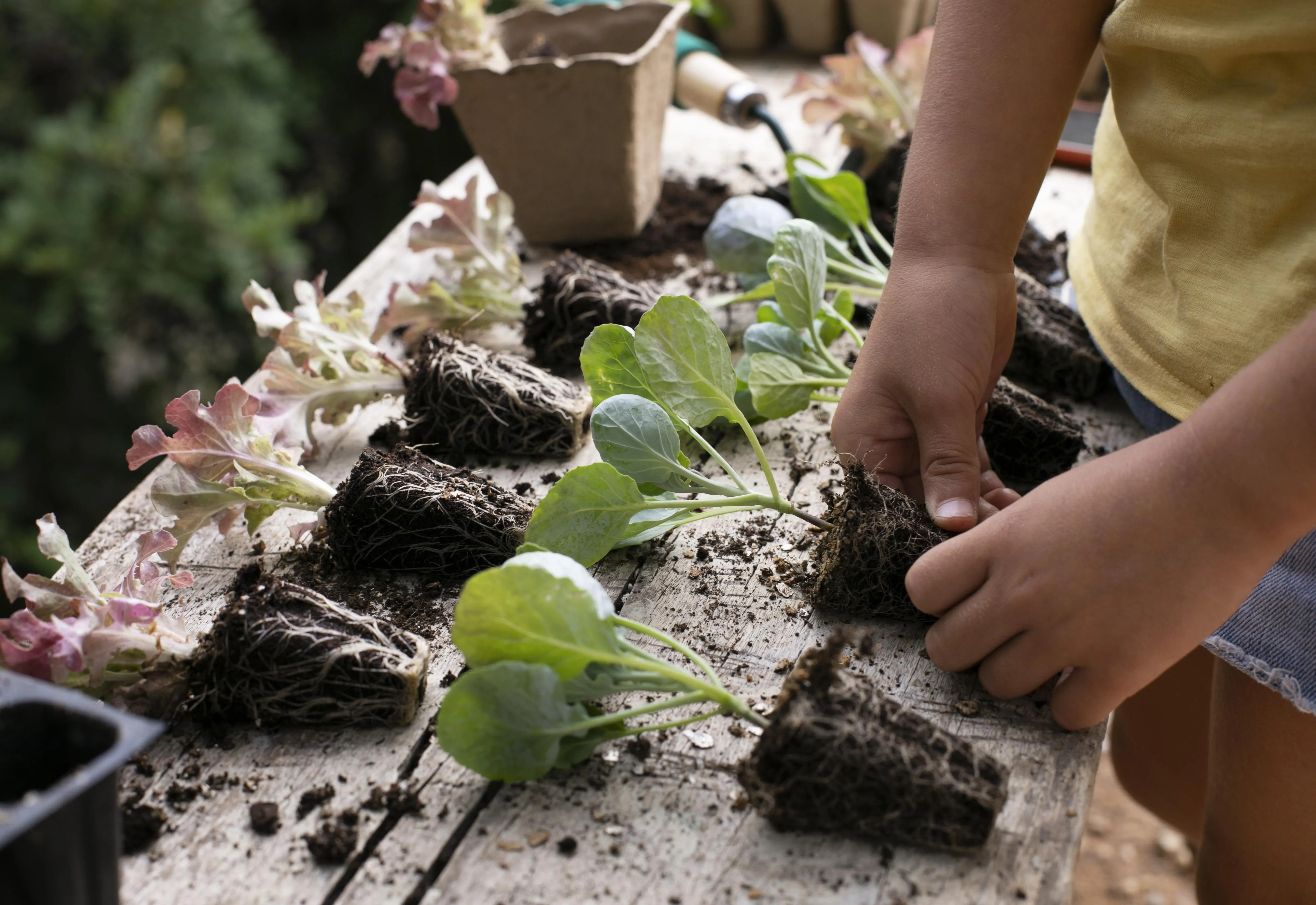 Horta nas Escolas: uma iniciativa da Prefeitura voltada à alimentação saudável