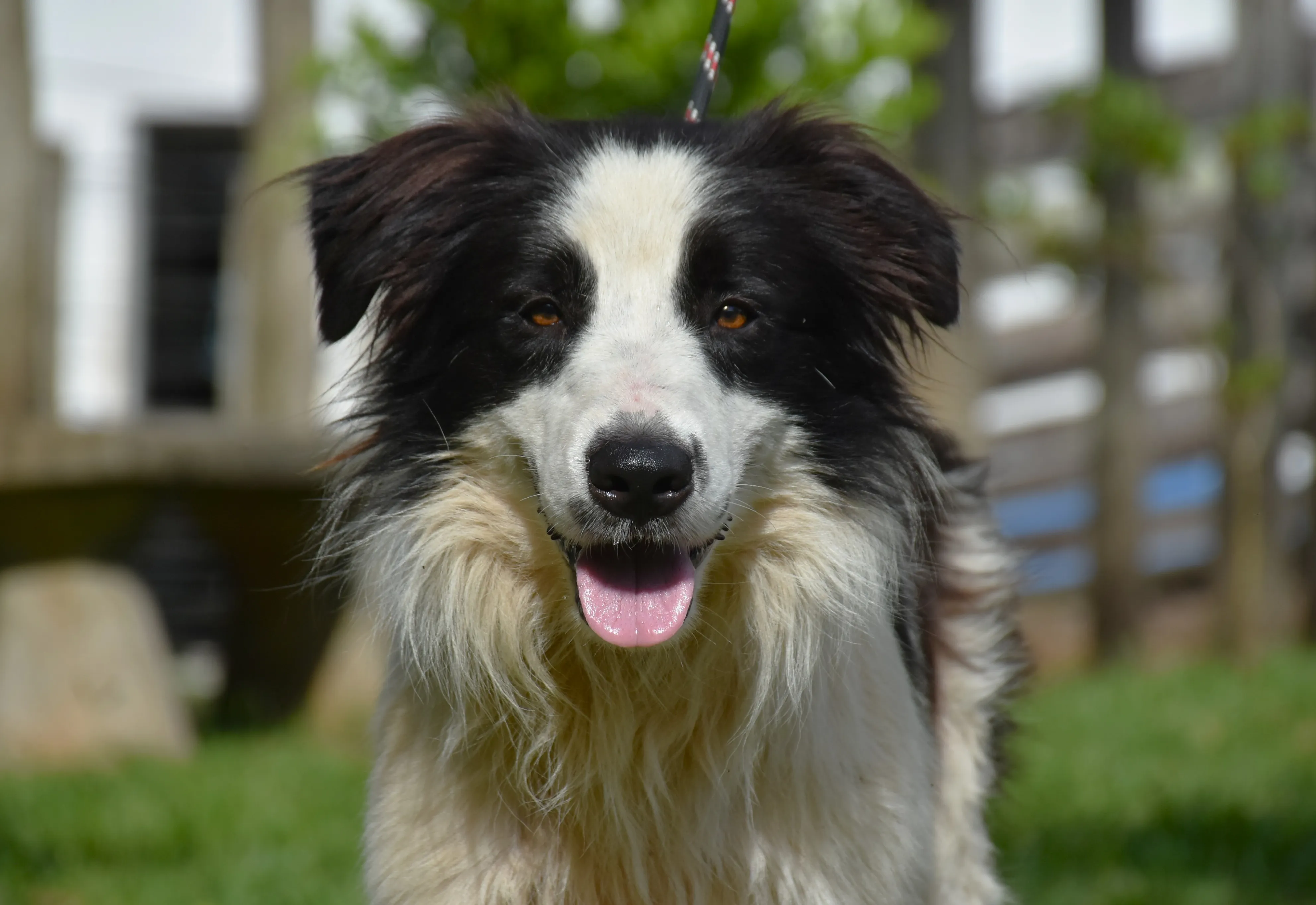 Canil Municipal promove nova feira de adoção no próximo dia 07