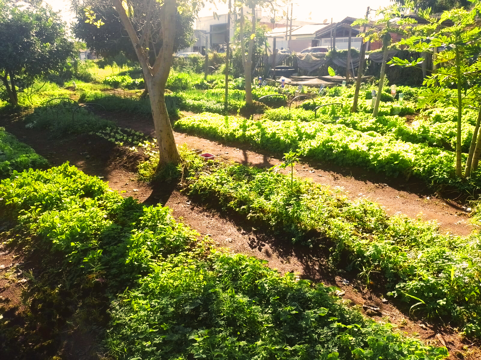 Hortas comunitárias em Botucatu: saiba como funcionam e quais seus benefícios