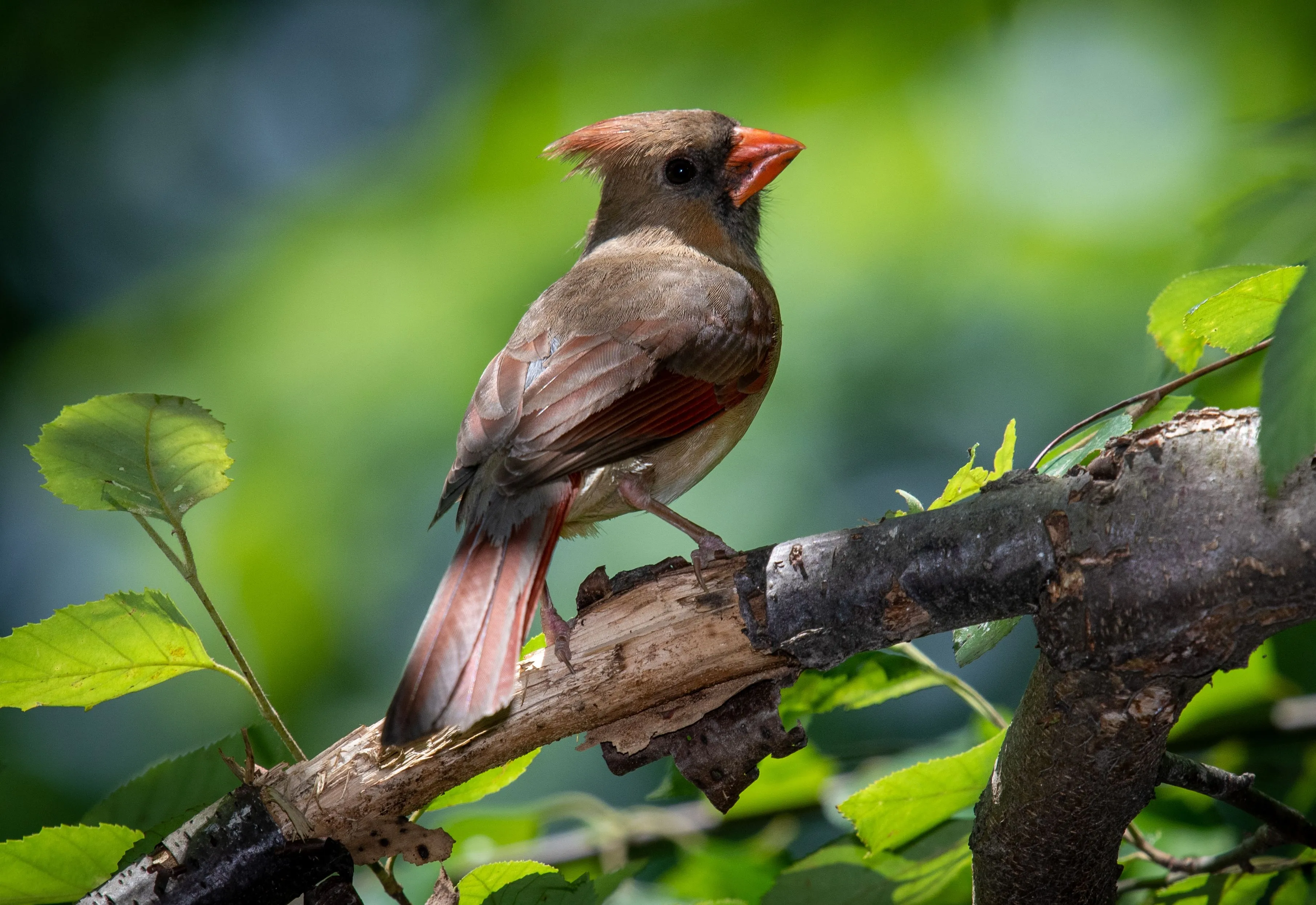 Primeira Passarinhada do ano será no domingo, dia 29