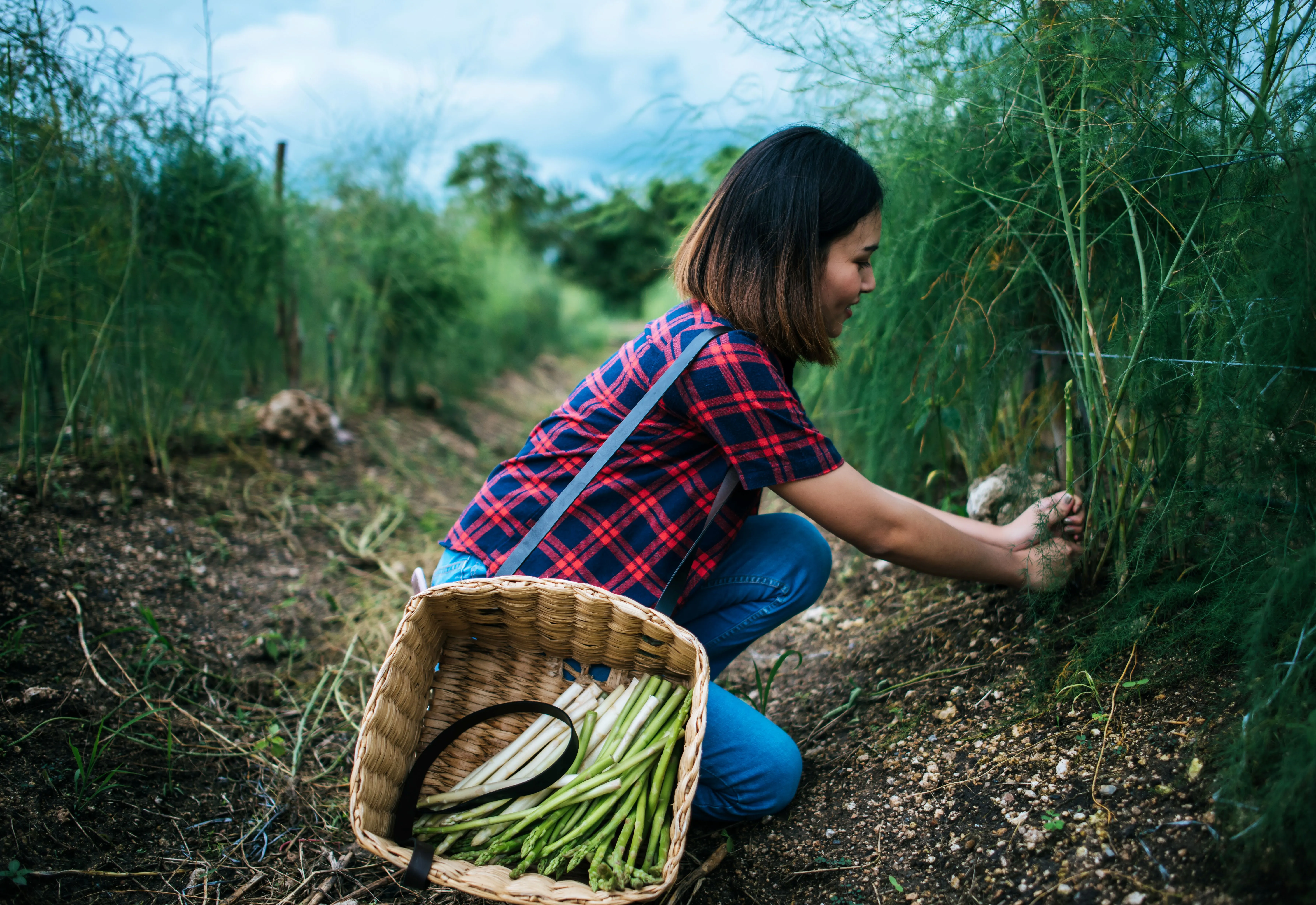 Saberes da Terra: evento valoriza a agricultura Nikkei em Botucatu