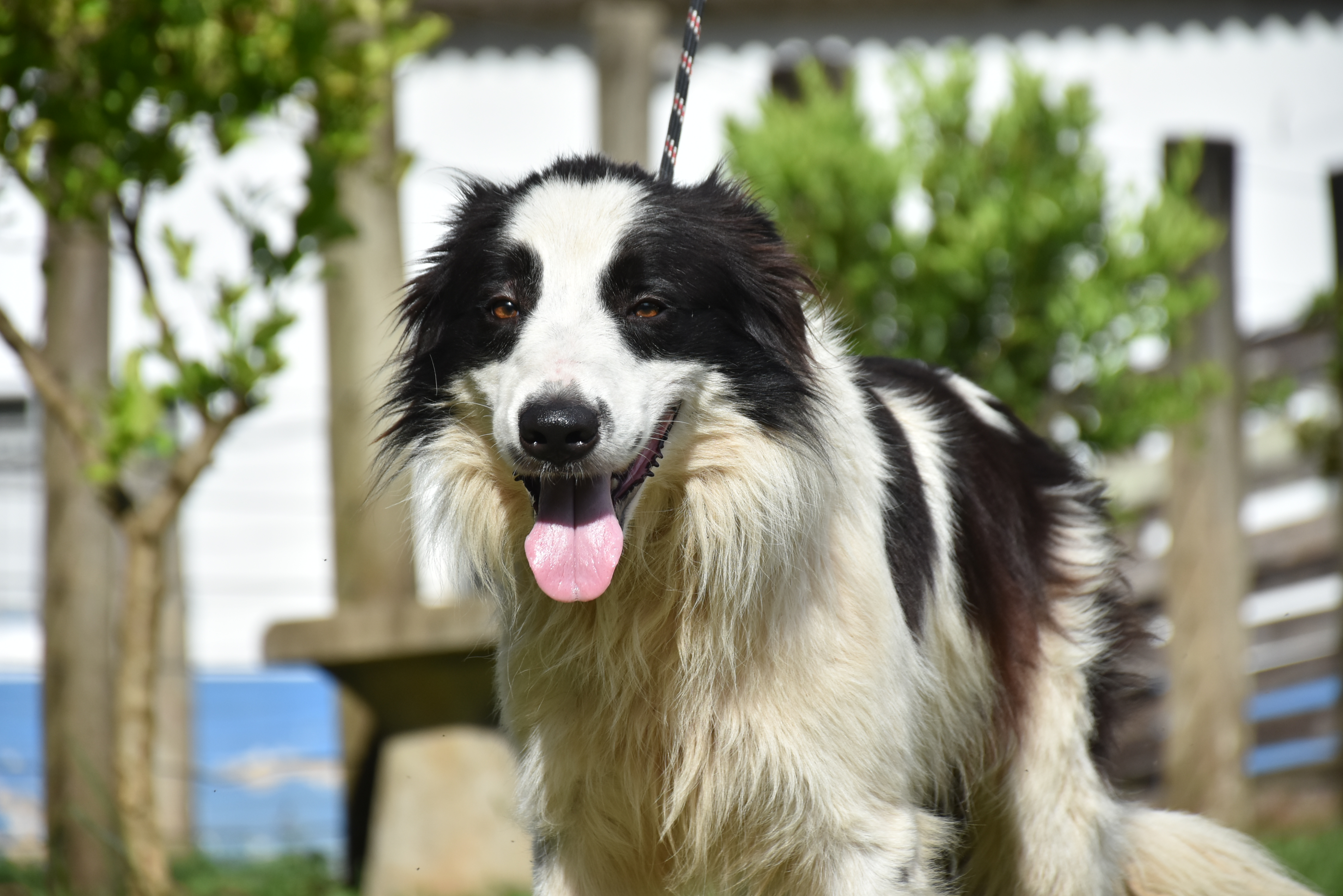 Canil Municipal promove nova Feira de Adoção de cães neste sábado, 31