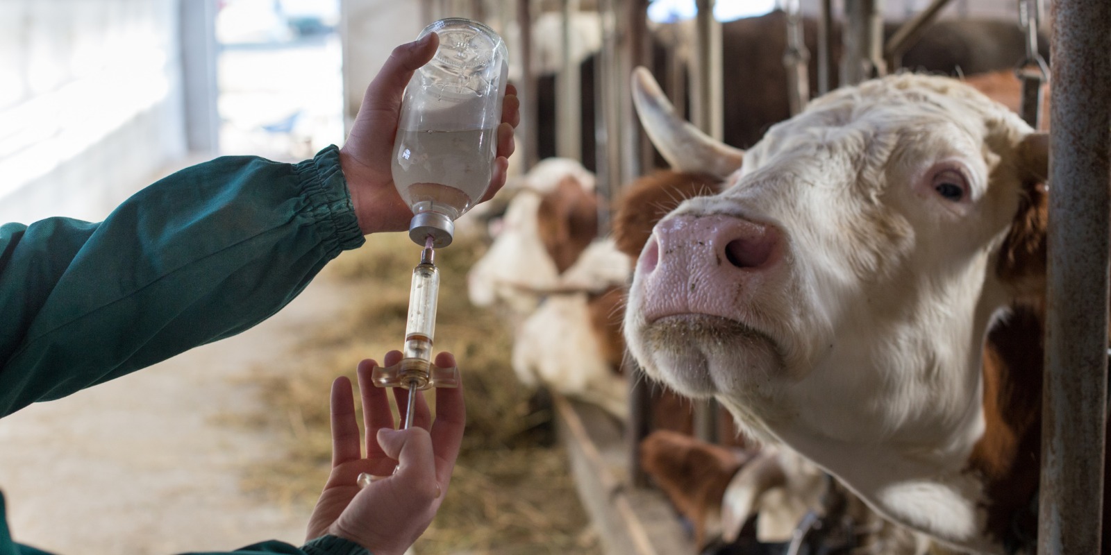 Campanha de vacinação contra a Brucelose segue até 31 de dezembro em Botucatu