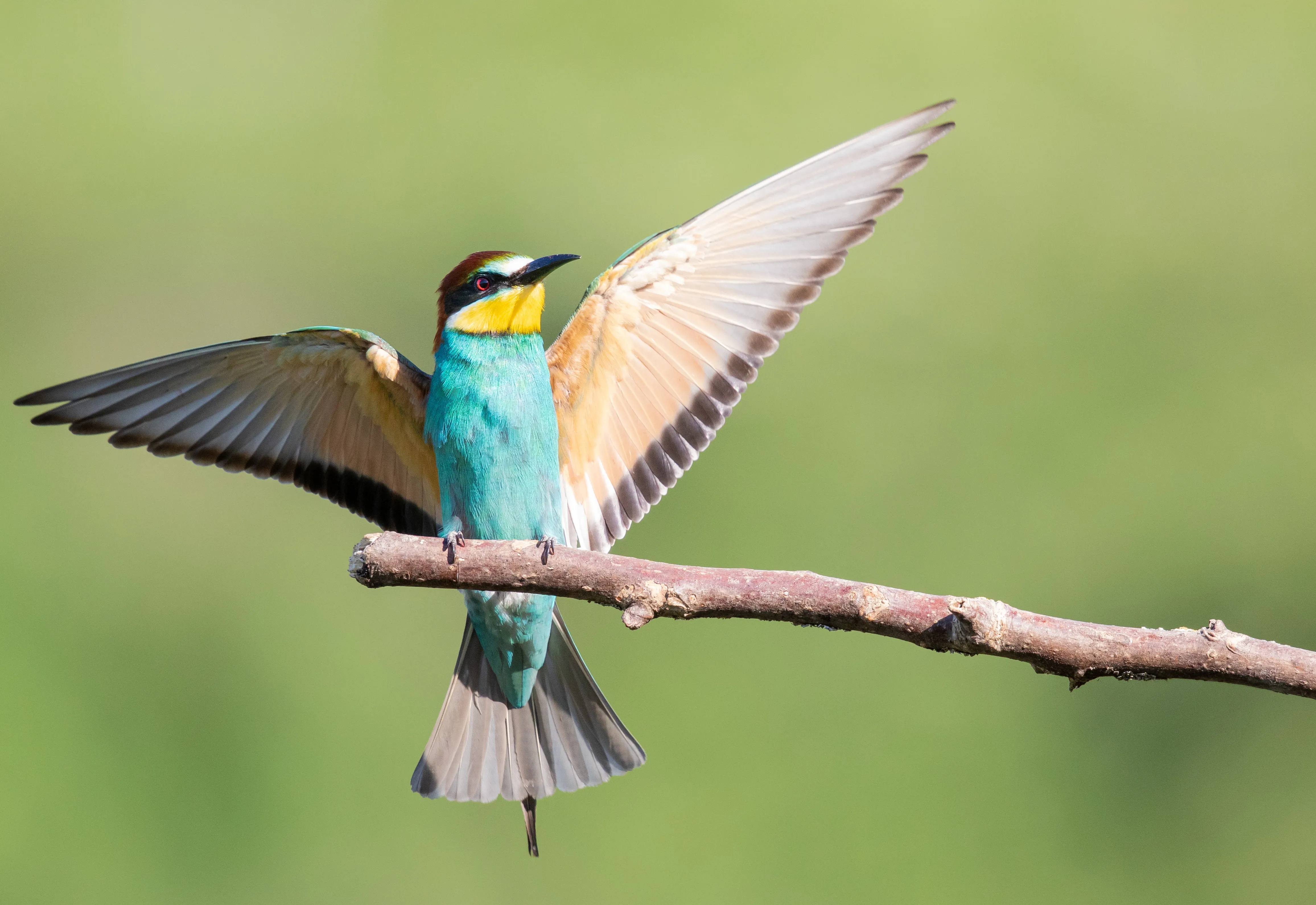 Passarinhada de abril será no domingo, dia 26