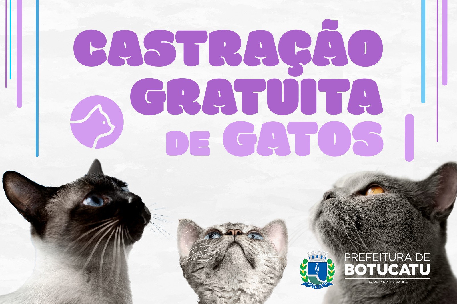 Prefeitura oferece castração gratuita de gatos durante todo o ano