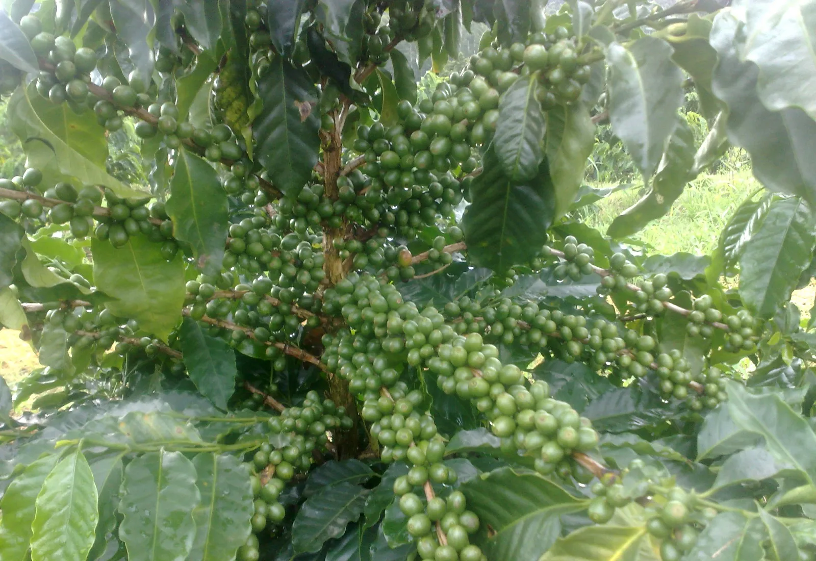 Dia Nacional do Café: Botucatu celebra o cultivo que impulsionou seu desenvolvimento