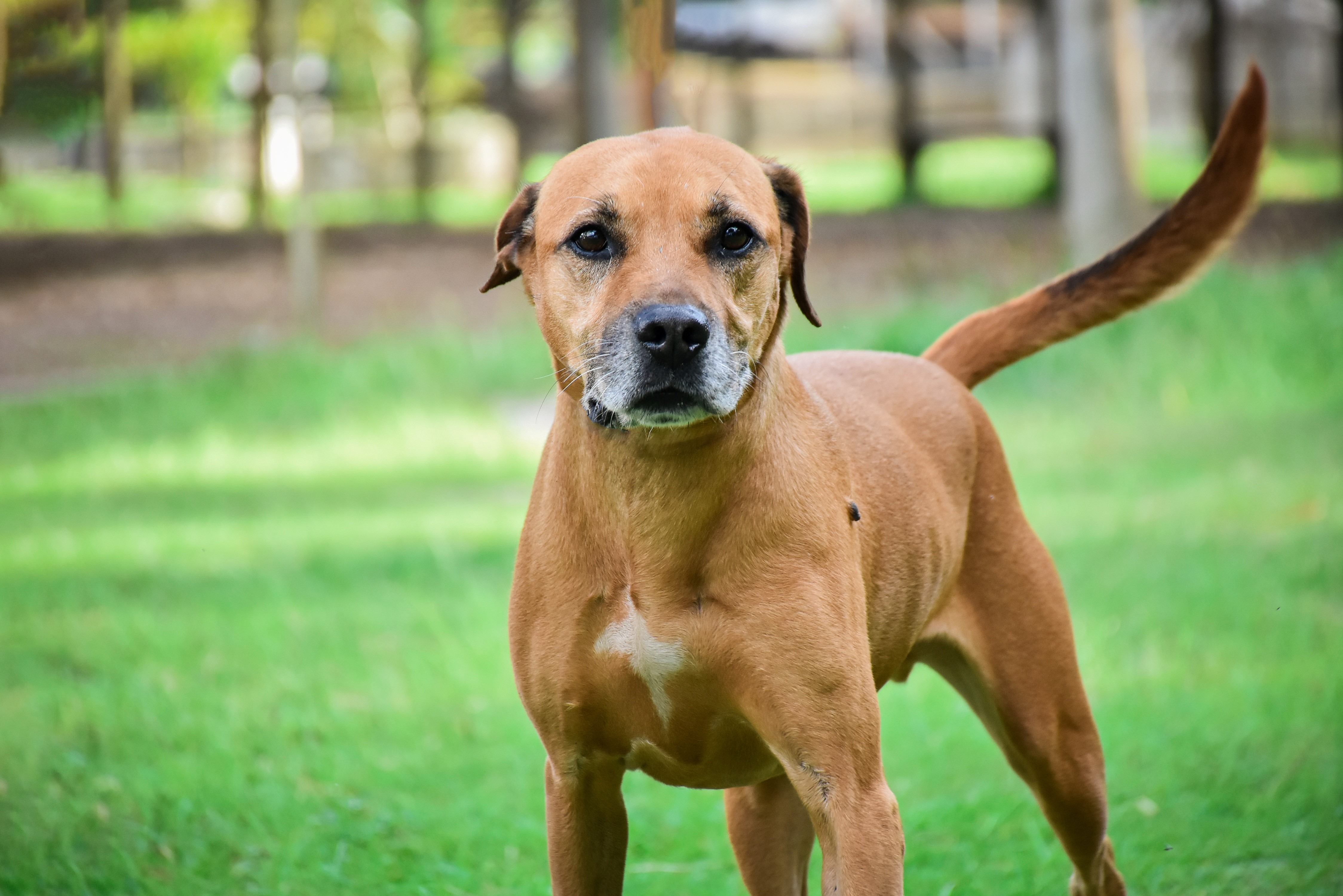 Ações em comemoração ao Dezembro Verde neste domingo, 08, foram canceladas